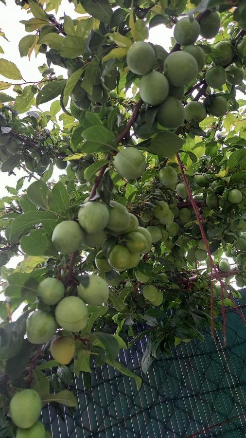 Telesico Residencia Ξενοδοχείο Pombal  Εξωτερικό φωτογραφία