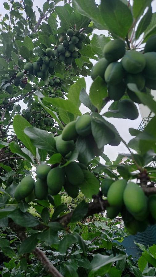 Telesico Residencia Ξενοδοχείο Pombal  Εξωτερικό φωτογραφία
