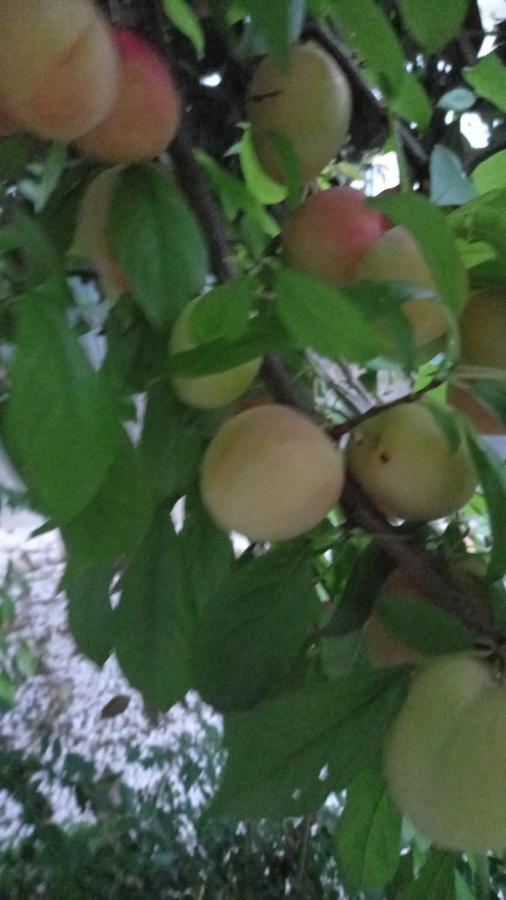 Telesico Residencia Ξενοδοχείο Pombal  Εξωτερικό φωτογραφία