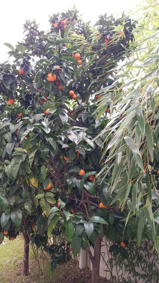 Telesico Residencia Ξενοδοχείο Pombal  Εξωτερικό φωτογραφία