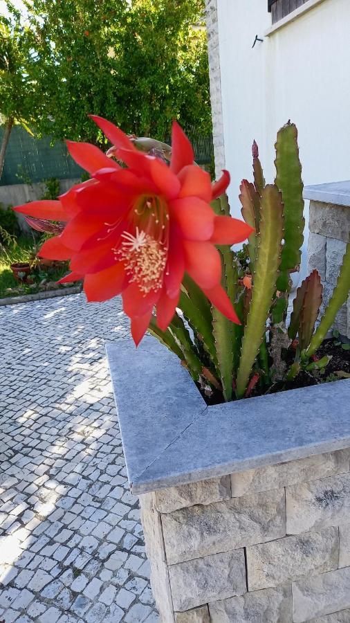 Telesico Residencia Ξενοδοχείο Pombal  Εξωτερικό φωτογραφία