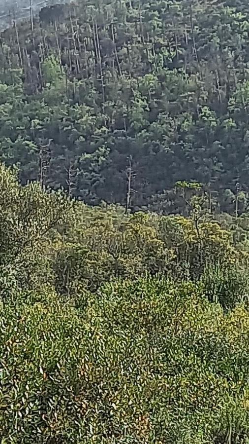 Telesico Residencia Ξενοδοχείο Pombal  Εξωτερικό φωτογραφία